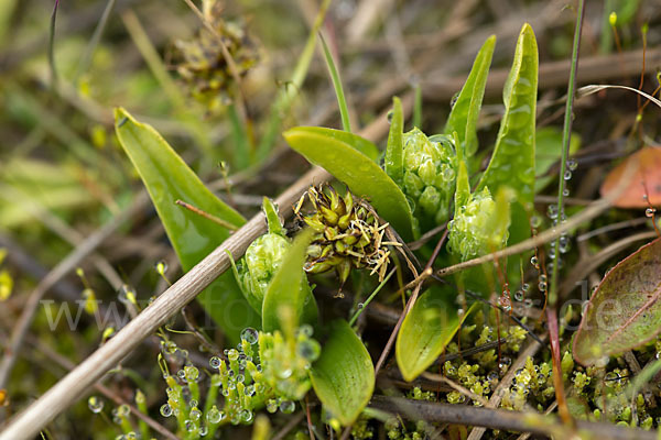 Nordische Waldhyazinthe (Platanthera hyperborea)