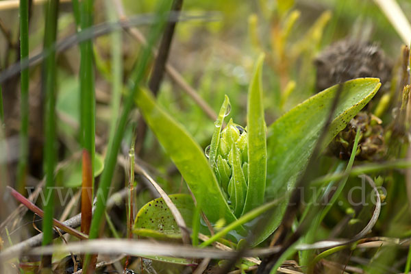 Nordische Waldhyazinthe (Platanthera hyperborea)