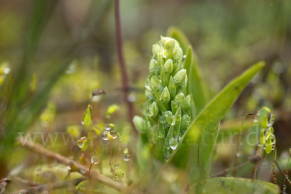 Nordische Waldhyazinthe (Platanthera hyperborea)