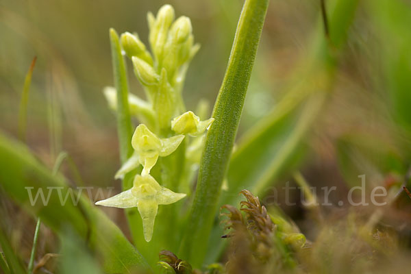 Nordische Waldhyazinthe (Platanthera hyperborea)