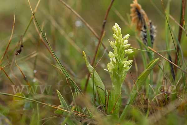 Nordische Waldhyazinthe (Platanthera hyperborea)