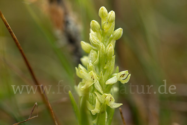 Nordische Waldhyazinthe (Platanthera hyperborea)