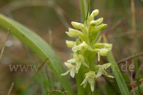 Nordische Waldhyazinthe (Platanthera hyperborea)