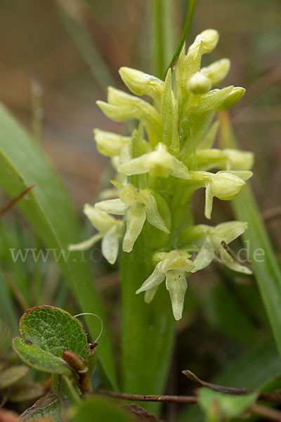 Nordische Waldhyazinthe (Platanthera hyperborea)