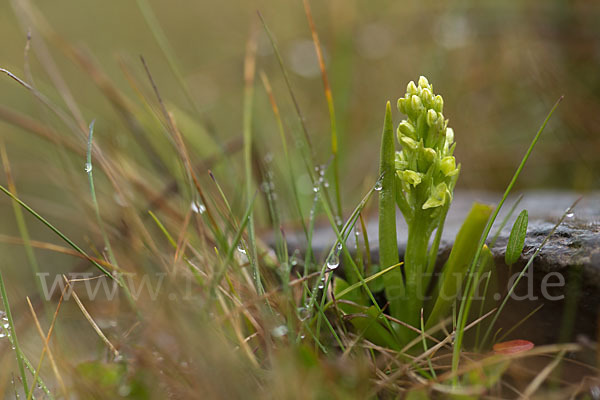 Nordische Waldhyazinthe (Platanthera hyperborea)