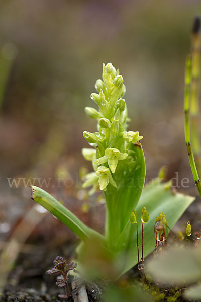 Nordische Waldhyazinthe (Platanthera hyperborea)