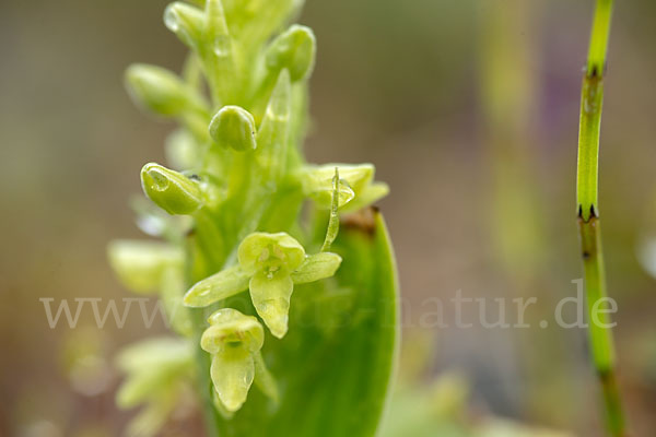 Nordische Waldhyazinthe (Platanthera hyperborea)