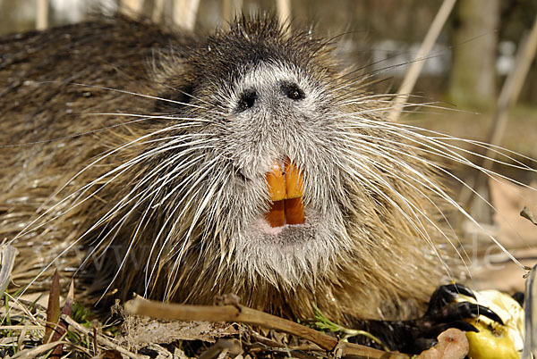 Nutria (Myocastor coypus)