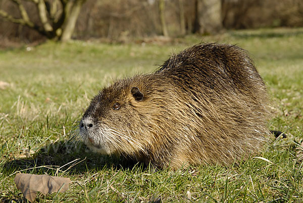 Nutria (Myocastor coypus)