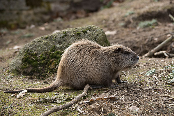 Nutria (Myocastor coypus)