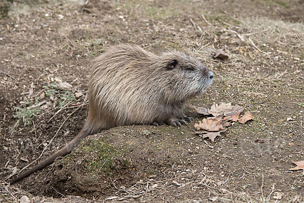 Nutria (Myocastor coypus)