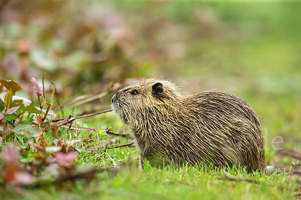 Nutria (Myocastor coypus)