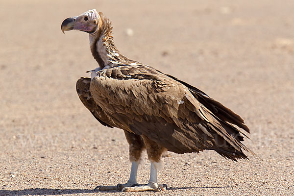 Ohrengeier (Aegypius tracheliotus)