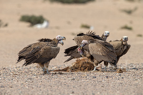 Ohrengeier (Aegypius tracheliotus)