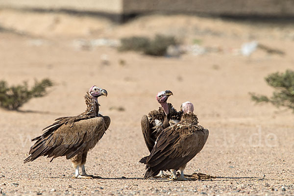 Ohrengeier (Aegypius tracheliotus)