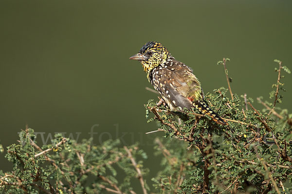 Ohrfleck-Bartvogel (Trachyphonus darnaudii)