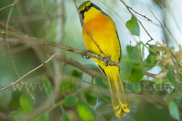 Orangebrustwürger (Chlorophoneus sulfureopectus)