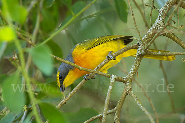 Orangebrustwürger (Chlorophoneus sulfureopectus)