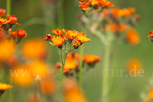 Orangerotes Habichtskraut (Hieracium aurantiacum)