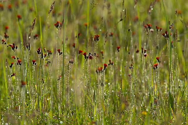 Orangerotes Habichtskraut (Hieracium aurantiacum)