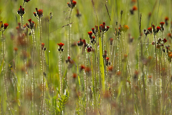 Orangerotes Habichtskraut (Hieracium aurantiacum)