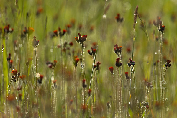 Orangerotes Habichtskraut (Hieracium aurantiacum)