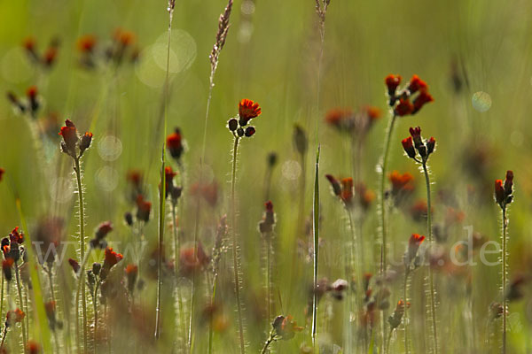 Orangerotes Habichtskraut (Hieracium aurantiacum)