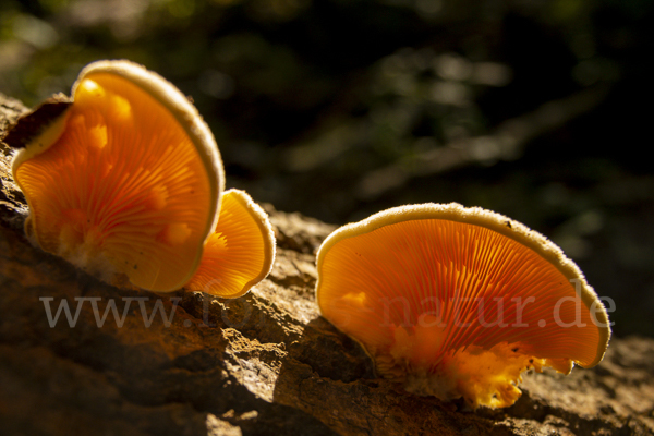 Orangeseitling (Phyllotopsis nidulans)