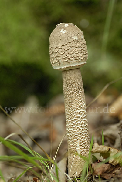 Parasol (Macrolepiota procera)