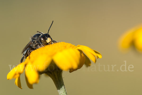 Pelzbiene (Anthophora spec.)