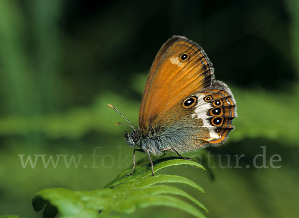 Perlgrasfalter (Coenonympha arcania)