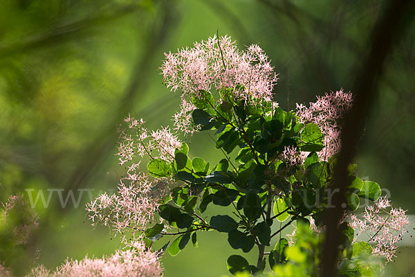 Perückenstrauch (Cotinus coggygria)