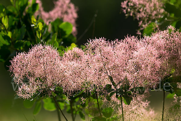 Perückenstrauch (Cotinus coggygria)