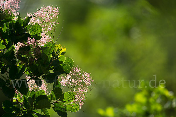 Perückenstrauch (Cotinus coggygria)