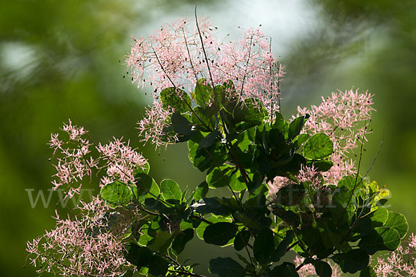 Perückenstrauch (Cotinus coggygria)