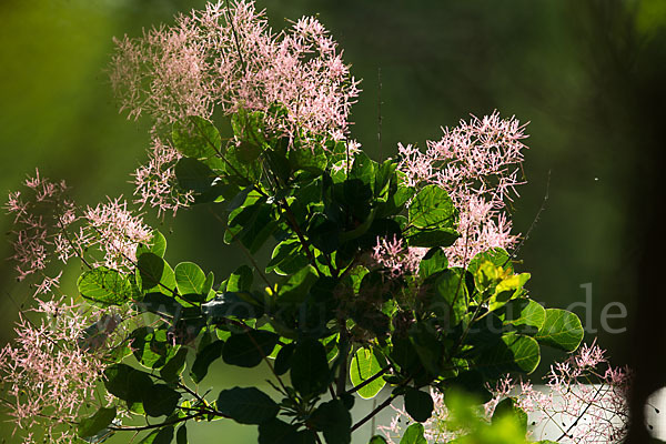 Perückenstrauch (Cotinus coggygria)