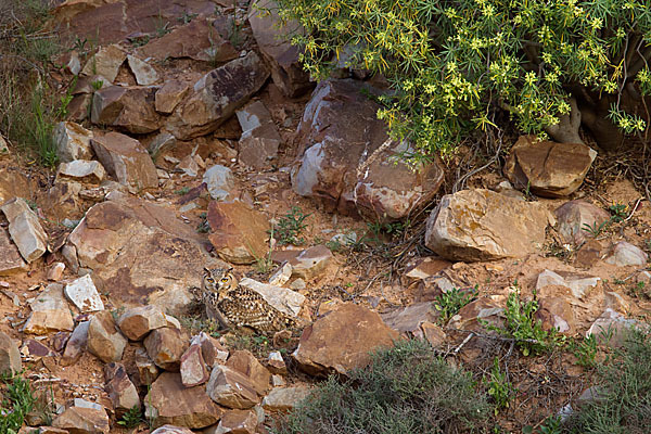 Pharaonenuhu (Bubo bubo ascalaphus)