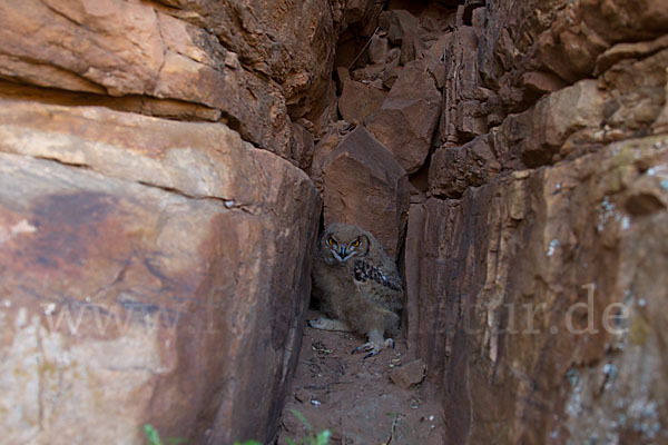 Pharaonenuhu (Bubo bubo ascalaphus)