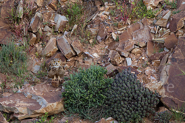 Pharaonenuhu (Bubo bubo ascalaphus)