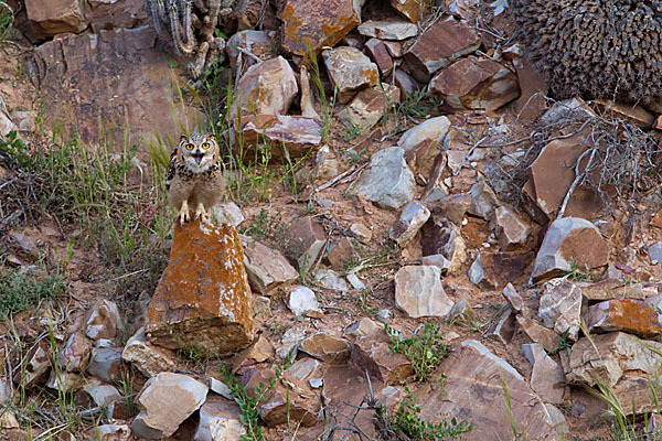 Pharaonenuhu (Bubo bubo ascalaphus)