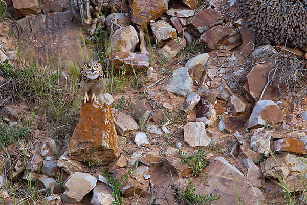 Pharaonenuhu (Bubo bubo ascalaphus)