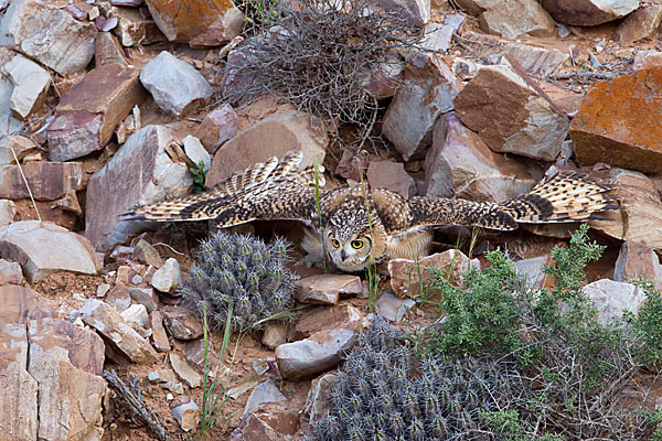 Pharaonenuhu (Bubo bubo ascalaphus)