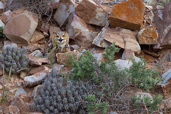 Pharaonenuhu (Bubo bubo ascalaphus)