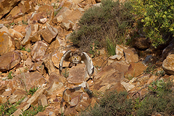 Pharaonenuhu (Bubo bubo ascalaphus)