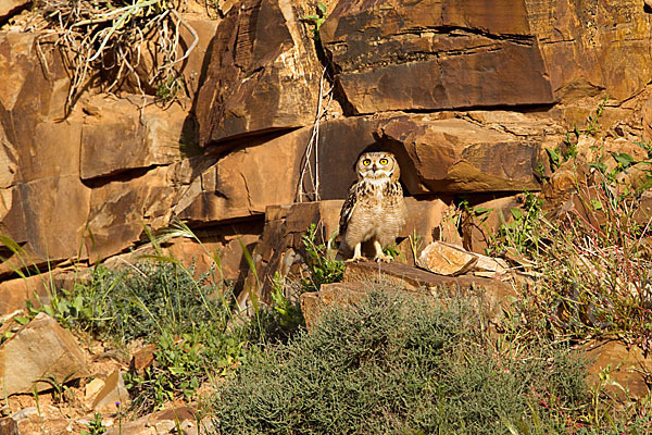 Pharaonenuhu (Bubo bubo ascalaphus)