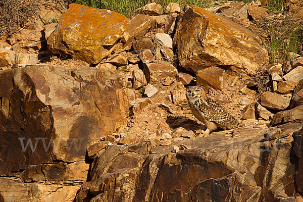 Pharaonenuhu (Bubo bubo ascalaphus)