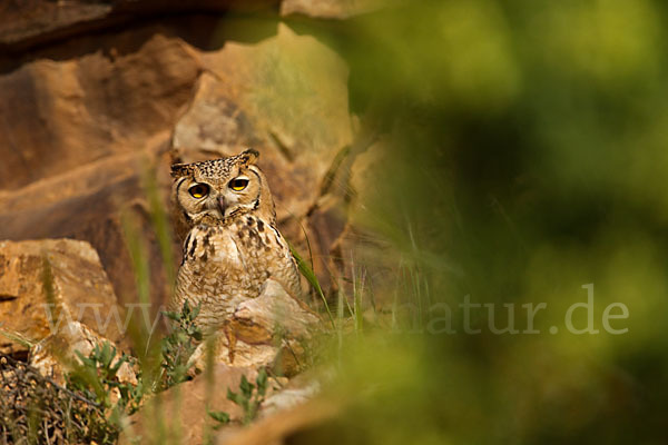 Pharaonenuhu (Bubo bubo ascalaphus)