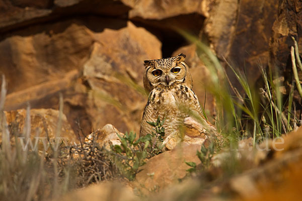 Pharaonenuhu (Bubo bubo ascalaphus)