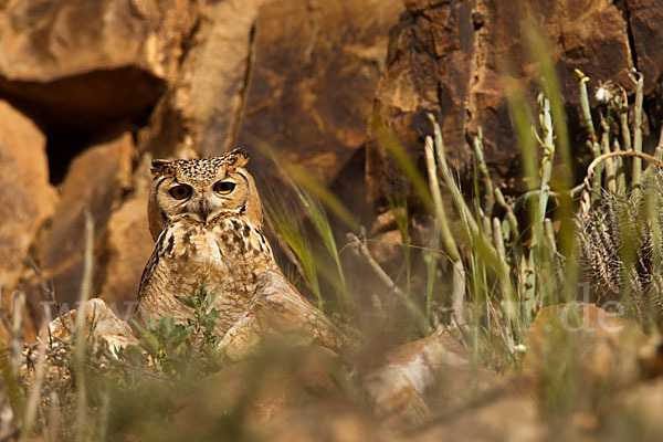 Pharaonenuhu (Bubo bubo ascalaphus)