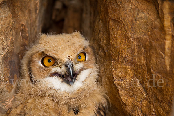 Pharaonenuhu (Bubo bubo ascalaphus)